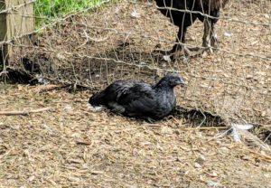 On the other side of this coop, I have three of thee interesting Ayam Cemani chickens. Ayam means "chicken" in Indonesian. Cemani refers to the village on the island of Java where this breed originated. Their beak and tongue, comb and wattles, even their bones and organs appear black.