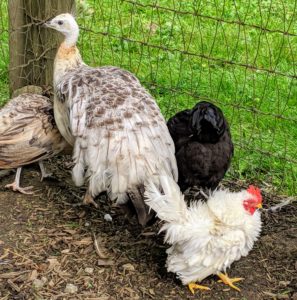 The Ayam Cemanis are sharing their coop with a few other young birds including this young peahen and this white Serama Rooster with frizzle feathers. These two are a very close pair - they hatched within days of each other and spent their first weeks in the same cage in my kitchen.