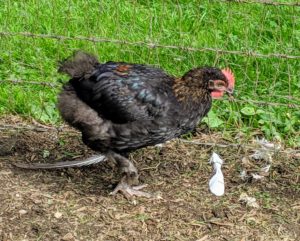 This is a young Black Copper Maran. My friend, Christopher Spitzmiller, brought me several Copper Maran chicks a couple months ago from a breeder in the Catskills. These chickens are hardy, calm, quiet, and are known to be good foragers without being too destructive. https://www.redfeatherfarm.net/heritage-breeds/