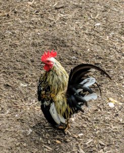 And this is a Serama rooster - Serama is the smallest chicken breed in the world.