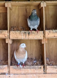 A pigeon’s diet contains about 50-percent grain crops, and 10-percent oilseed, rich in vitamins B and E. An average adult-sized pigeon can eat about 30-grams of food each day. Like all our birds, we make sure the pigeons always have fresh food and water.
