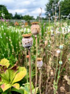 Here is a poppy seed pod, which is what’s left on the stem once the flower blooms and the petals fall off. As the seed heads turn brown with ripeness, it's time to cut them and harvest the seeds.