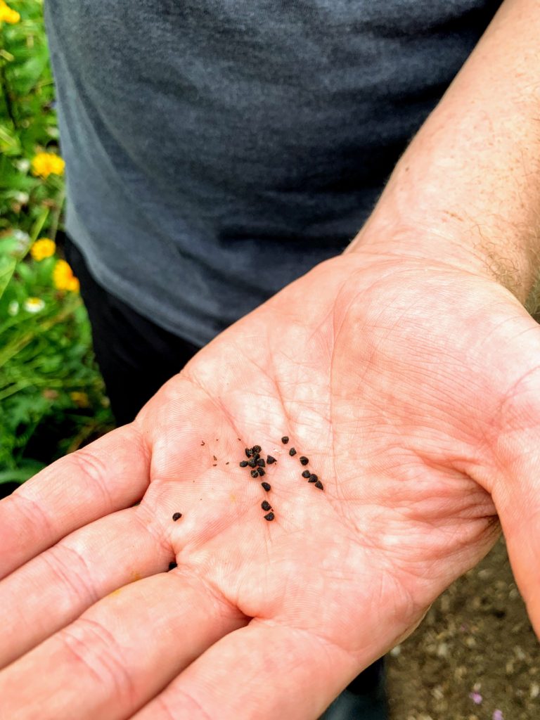 Saving Flower Seeds to Use in Next Year's Garden The Martha Stewart Blog