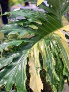 I loved all the tropical plants, especially this variegated philodendron.