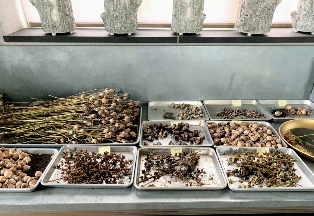 Saving Flower Seeds to Use in Next Year's Garden The Martha Stewart Blog