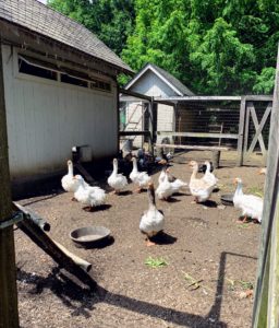 And not a moment too soon - here come the geese ready to check out their new home.