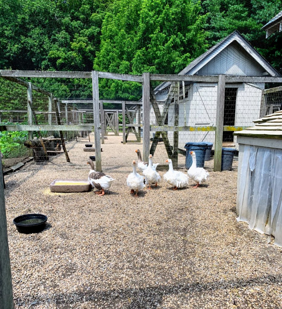 A New Shelter for My Geese - The Martha Stewart Blog