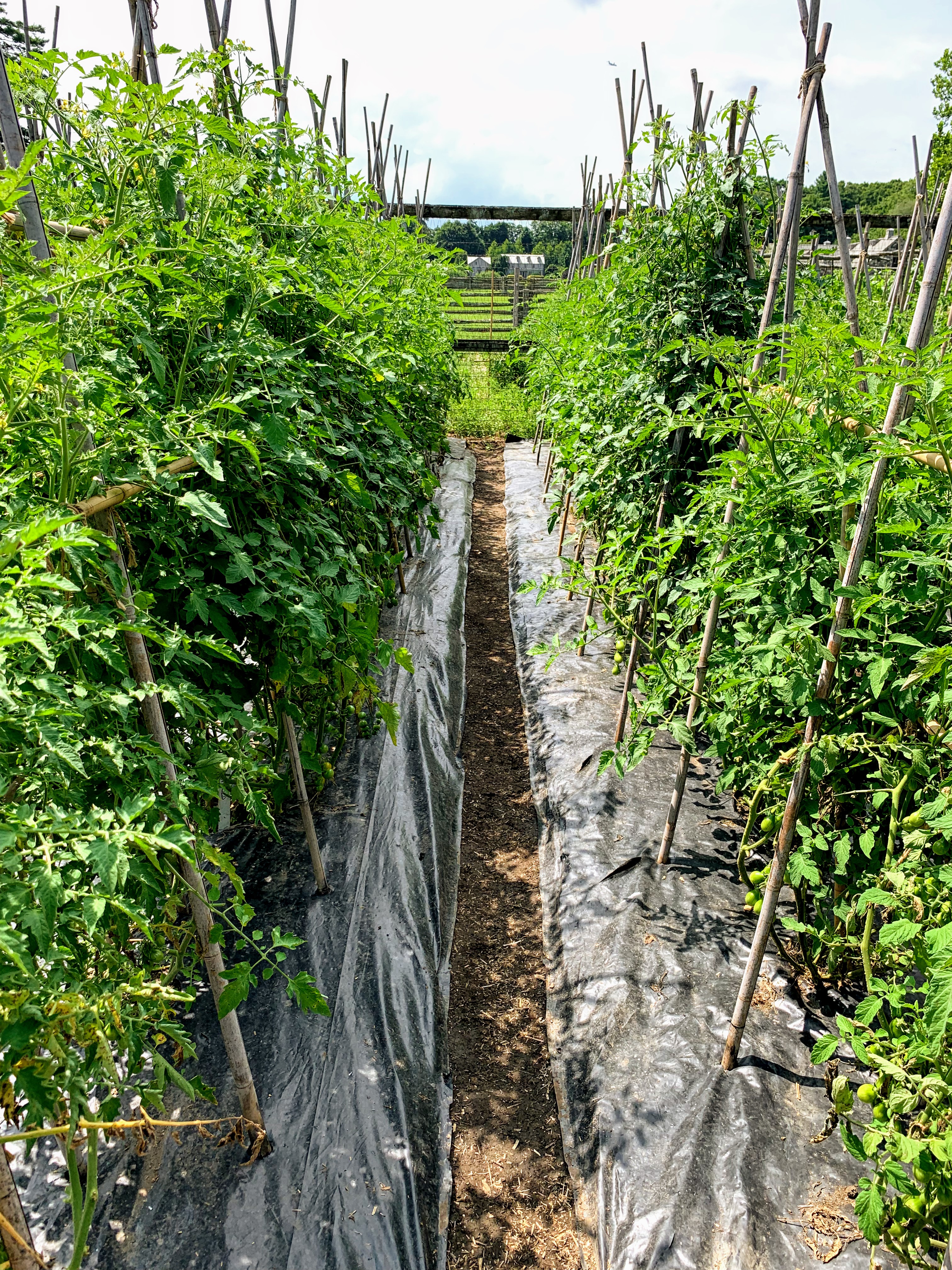 Staking My Tomato Plants in the Garden - The Martha Stewart Blog
