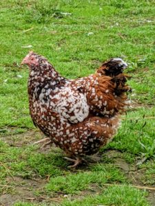 This speckled one is a Sussex hen. These birds are known for their interesting expressions and friendly personalities.
