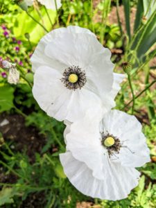 Here is one of the pretty poppies I grew this year - so crisp and white. This poppy has long stems and delicate white blooms. It's also long flowering and easy to grow.