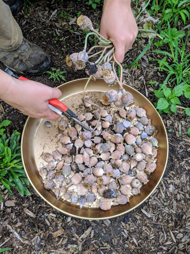 Saving Flower Seeds to Use in Next Year's Garden The Martha Stewart Blog