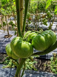 Most tomato plants need between 50 and 90 days to mature. Planting can also be staggered to produce early, mid and late-season tomato harvests.