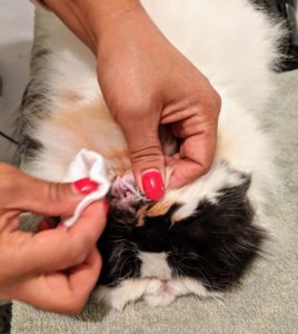 Next, Sanu cleans Tang’s ears using another cosmetic pad and a bit of solution specially formulated for ear cleaning. This is done about once a week.