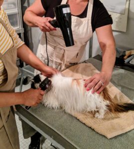 Not all cats will tolerate a blow-dryer, but Empress Tang is very accustomed to them. Always use the lowest heat setting to dry the coat. Here, Enma blow dries while Sanu brushes - it's always nice to have two sets of hands.