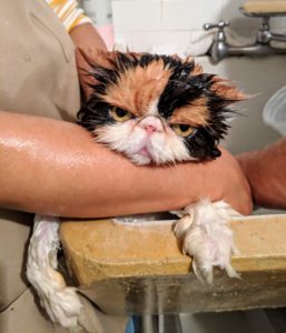 Don't worry, Peony is just fine. Peony is bathed in the same way, with lukewarm water and special pet shampoo.