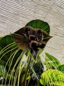 The Bat Plant, Tacca, is a species of flowering plant in the yam family, Dioscoreaceae, native to tropical and subtropical rainforests of Central Asia. It was first described by the English botanist John Bellenden Ker Gawler in 1812. It is an exotic plant with flowers that mimic a bat in flight, deep purple, with ruffled wings and long, hanging filaments. I have several of these in both purple and white.