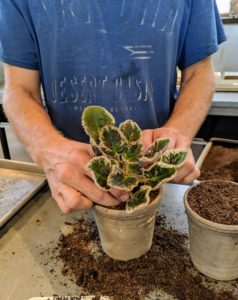 Ryan carefully places the African violet into the new container. He chooses a pot that is just slightly larger than the plant’s original vessel.