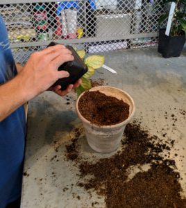 Plants are generally very easy to pot – it just takes a little time. Here is another African violet being moved to its new container.