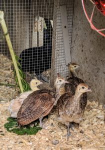 These are all peachicks hatched in my Winter House kitchen. These youngsters now have access to the outdoors where they can roam freely and explore.