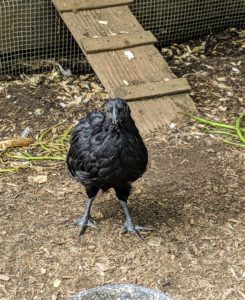 Ayam Cemani chickens are cold and hot weather hardy, low maintenance, tame and easy to handle.