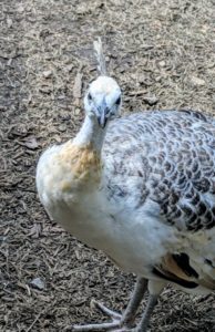And don't forget my very curious and very friendly peafowl. This hen is hoping for a treat, I am sure. What are your favorite chicken breeds? Share them in the comments section.