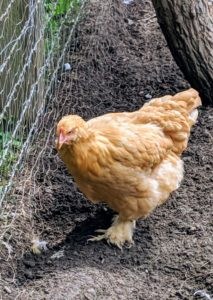 This pretty female is a Buff Cochin. Since all my chickens are hatched here or come as babies, they are very accustomed to the sounds made by the crew. In fact, these birds are filled with curiosity and love approaching visitors when they arrive.