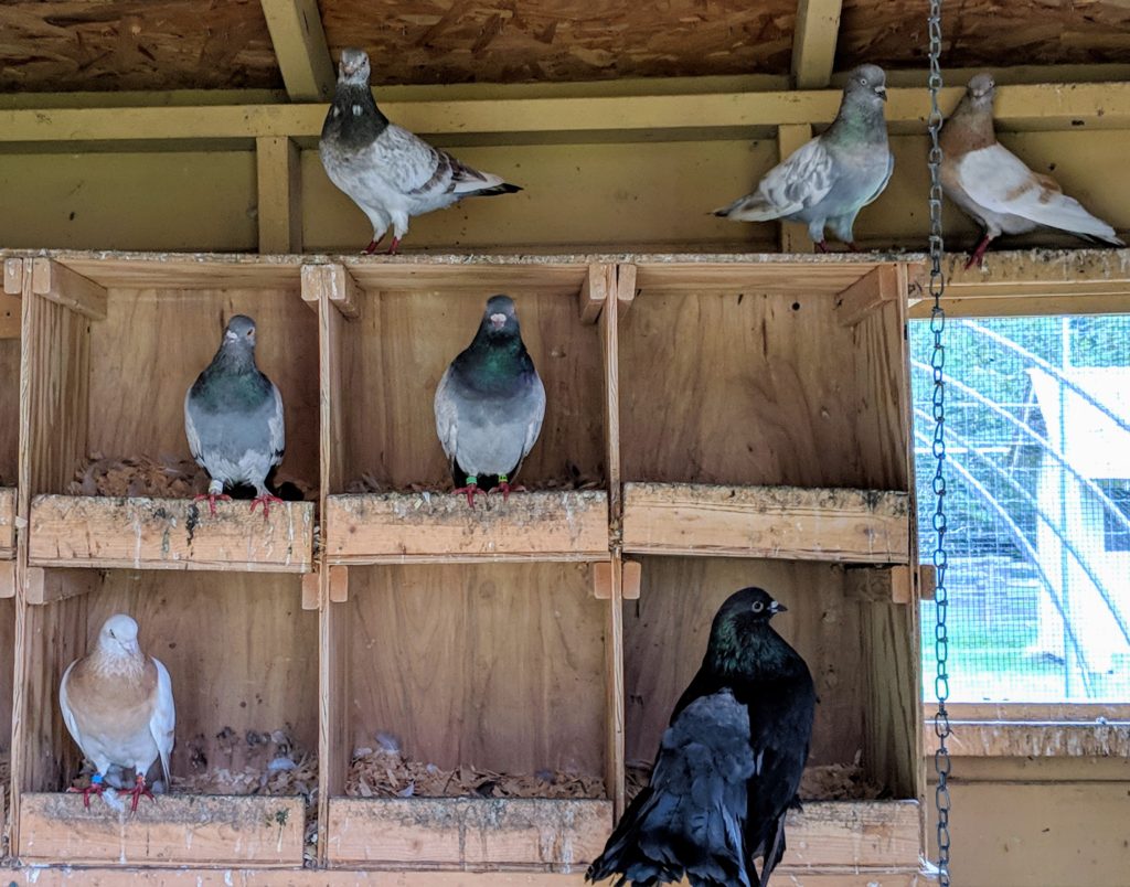 A Visit with My Fancy Pigeons The Martha Stewart Blog