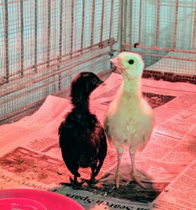 I also have another Ayam Cemani chick in my basement - it is sharing its enclosure with another peachick. They've also become the best of friends. After hatching, I like to keep these babies in my home where they can be watched closely - they go down to the coops after a couple of weeks.