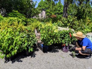 Whenever I am in Maine, I love to visit local nurseries to see what is available. Here are some of the plants I purchased and sent back down to Bedford.