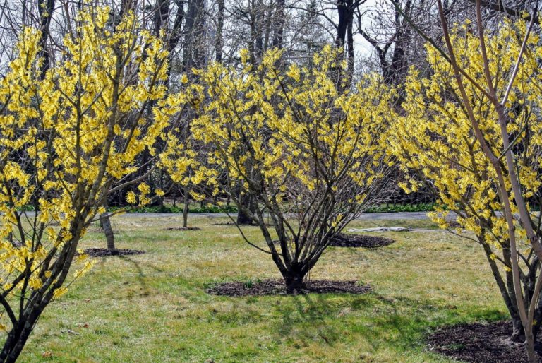 Planting a Border of Witch Hazel The Martha Stewart Blog