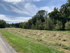 This hay will now dry over the next couple of days before it is baled.