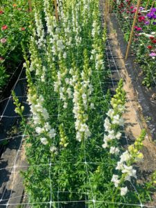 My flower cutting garden and my vegetable garden are located in the same area. This bed is filled with white snapdragons, Antirrhinum majus - native to parts of China and the US. Its name comes from the pinch-able blossoms that open and close like the mouths of friendly dragons.