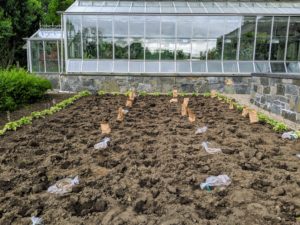 Some of you may have seen the very beginning of our dahlia garden back in June. This bed behind my main greenhouse was previously used for growing gooseberries.
