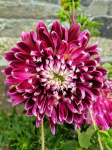 Dahlia 'Vancouver' is an eye-catching dinner plate dahlia with huge and magnificent, blue-violet blossoms adorned with white tipped, long petals. When fully opened, this double variety flowers up to eight to 10 inches in diameter.