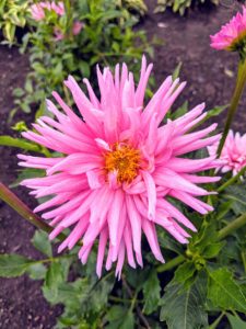 'Park Princess' is a cactus type. The tightly rolled petals vary in color from pale pink to rich, vibrant pink, depending on the temperature and moisture. It is a prolific re-bloomer and an excellent cut flower.