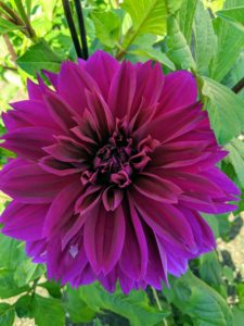 'Thomas Edison' has huge and magnificent, deep purple blossoms. The fully double flowers up to eight inches wide and are borne atop strong, sturdy stems. Blooming from now until frost, this dahlia grows up to three to four feet tall in the garden.