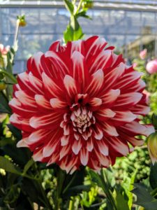 'Myrtle's Brandy' is a red dahlia with white tips whose petals fold back towards the stems. It is an excellent cut flower variety.