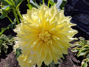And if you like yellow, you’ll love ‘Kelvin Floodlight’. It’s a classic, butter-colored flower that’s dinner plate-size.