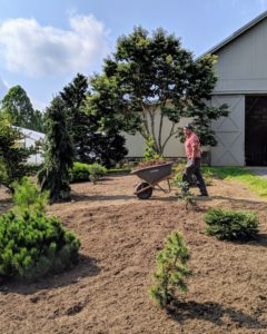 Here is Carlos wheeling a load into the pinetum. The crew works as a team – transporting the mulch from our back field, dropping the mulch in various areas, and spreading it evenly under and around the trees.