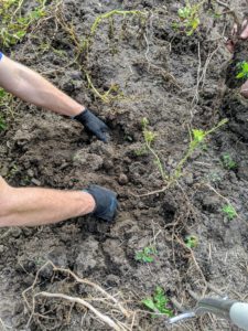 Once all the soil in the bed is turned, Ryan and Gavin begin digging for potatoes. The two feel for them underground – potatoes will be slightly cool to the touch.