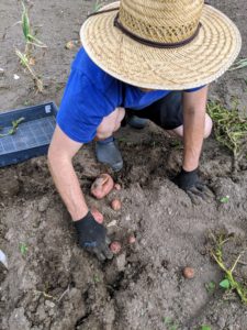 It’s fun to dig around the soil and find multiple potatoes waiting to be picked. They are not too deep - any potatoes will only be within the first five-inches of soil.