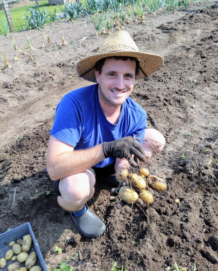 Picking the First Batch of Potatoes The Martha Stewart Blog