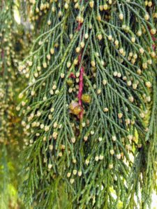 The long, pendulous branches are clothed with dark bluish-green or grayish-green, scalelike "needles," and tiny round cones.