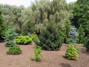 The pinetum is filled with many different shapes and sizes of evergreens. I am always looking for rare and unusual specimens to add to this collection.