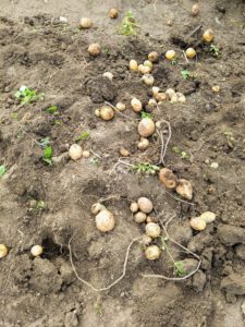 Ryan and Gavin picked every potato they could find, even the tiniest of them. If not, they may grow into new plants, where they aren’t wanted.
