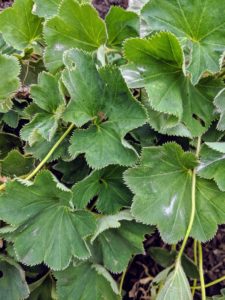 Here's a closer look at the Lady's Mantle leaves. It grows easily in full sun to part shade. It will do very nicely in this location.