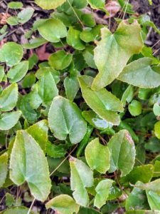 I also have epimediums in this garden. Epimediums are long-lived, easy to grow, and have such attractive and varying foliage. Epimedium, also known as barrenwort, bishop’s hat, and horny goat weed, is a genus of flowering plants in the family Berberidaceae.