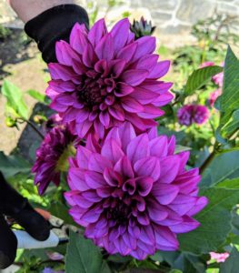 This is Dahlia ‘Hugs N’ Kisses’. Its three-inch blooms are a beautiful lavender with a deep purple reverse on the back of each petal. Each petal rolls slightly making it quite unique.