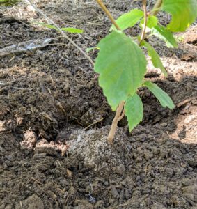 Whenever planting, always make a hole twice the size of the plant’s root ball. A plant’s roots grow out more easily into loosened, enriched soil.