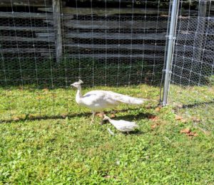 My peafowl love exploring the grounds. They forage in the early morning and evening. Here is one all-white peacock and one all-white peachick.